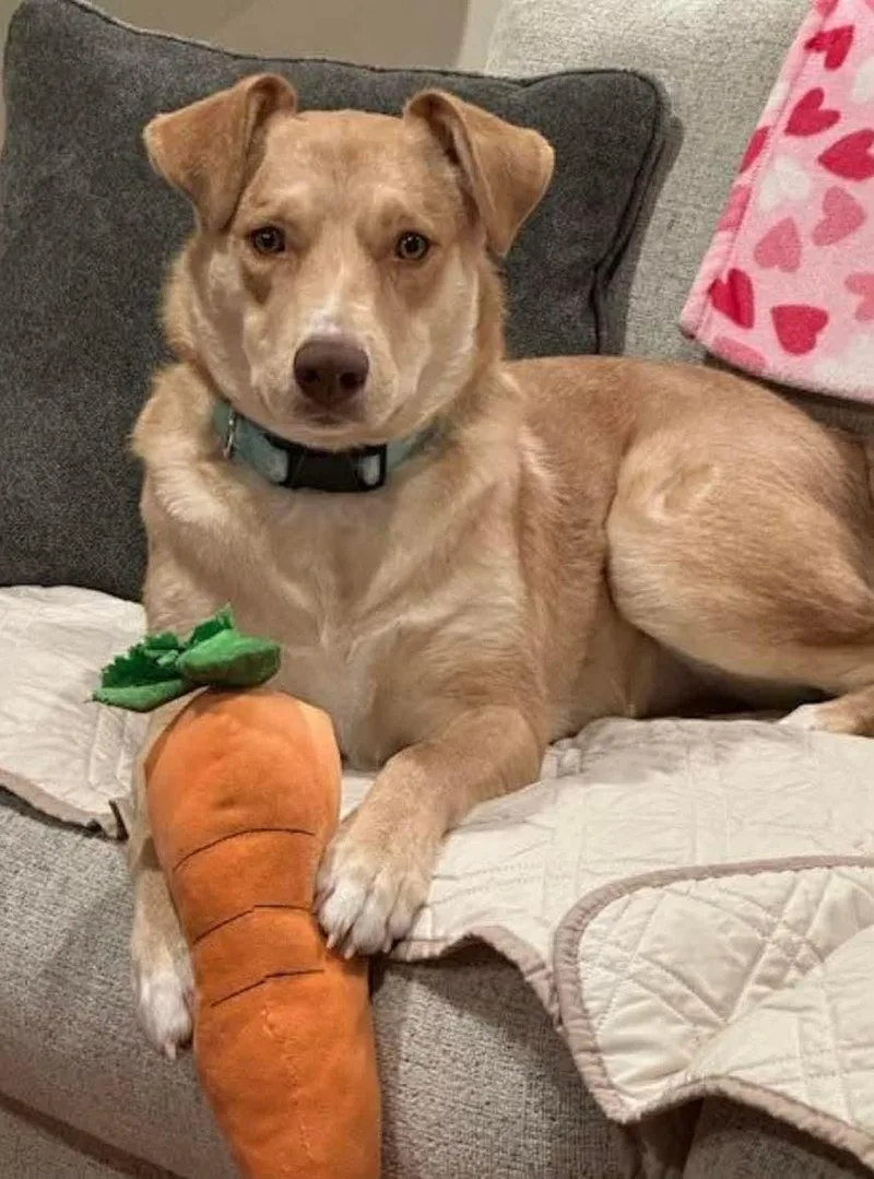 A young medium-sized female Mixed Breed dog named Junie for adoption in Westwood, NJ