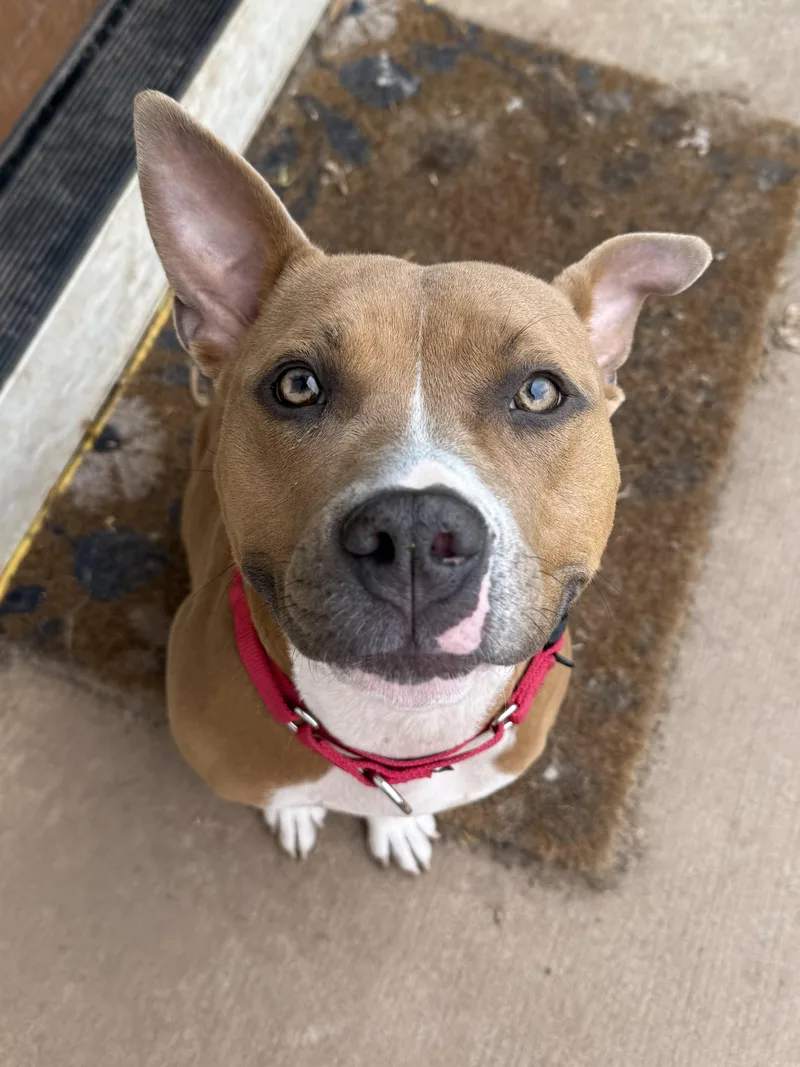 An adult medium-sized female Pit Bull Terrier dog named Mama Llama for adoption in Succasunna, NJ