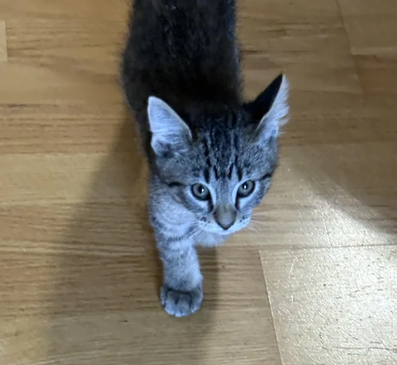 A baby small-sized male Domestic Short Hair cat named Orion for adoption in Hurricane, UT