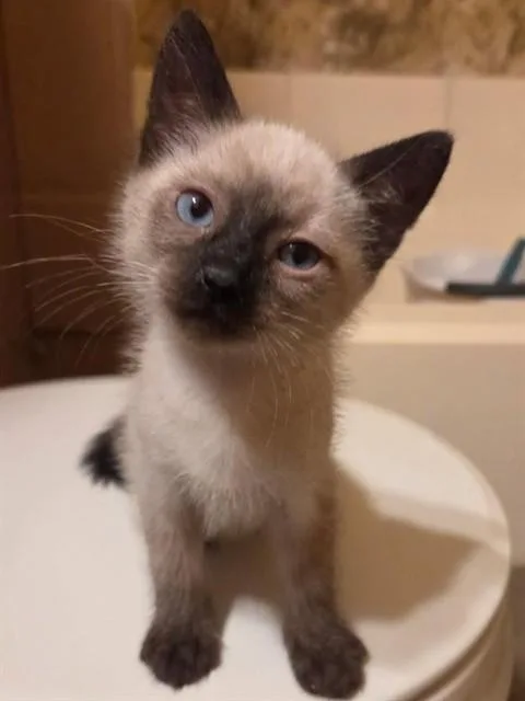 A baby small-sized male Domestic Short Hair cat named Alvin for adoption in Modesto, CA