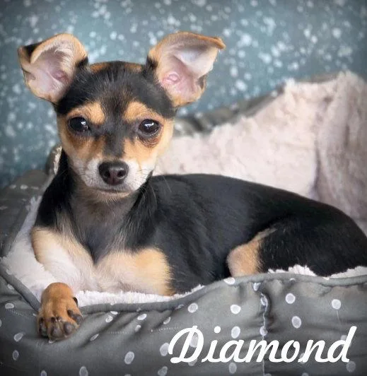 A baby small-sized female Miniature Pinscher dog named Diamond for adoption in Anaheim Hills, CA