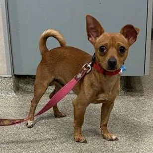 A young small-sized male Golden Mixed Breed dog named Little Foot for adoption in Jacksonville, FL