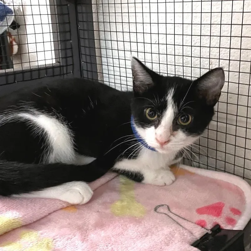 A young medium-sized male Black Domestic Short Hair cat named Raphael for adoption in Brownsboro, AL