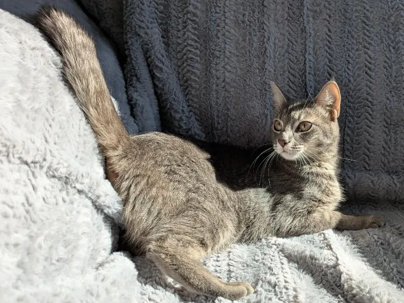 An adult medium-sized female Tabby (Gray / Blue / Silver) Domestic Short Hair cat named Lady for adoption in Arlington, WA