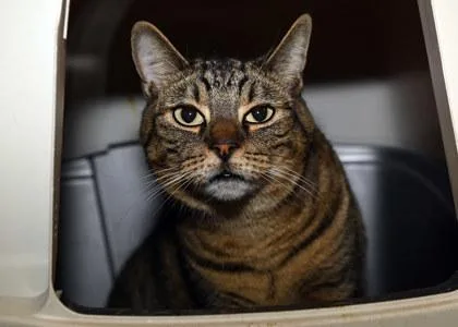 An adult medium-sized male Domestic Short Hair cat named Ollie for adoption in Baton Rouge, LA