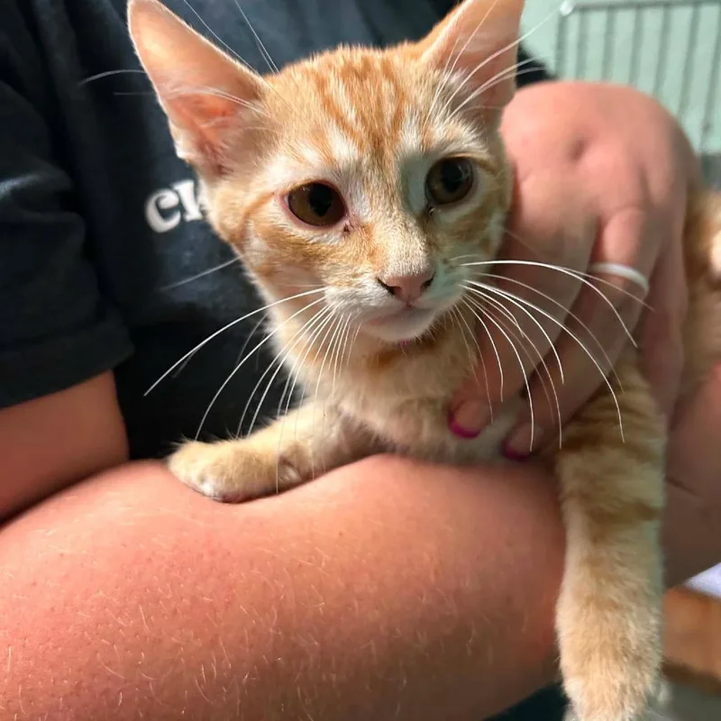 A baby small-sized female Orange / Red Domestic Short Hair cat named Stella for adoption in Madill, OK