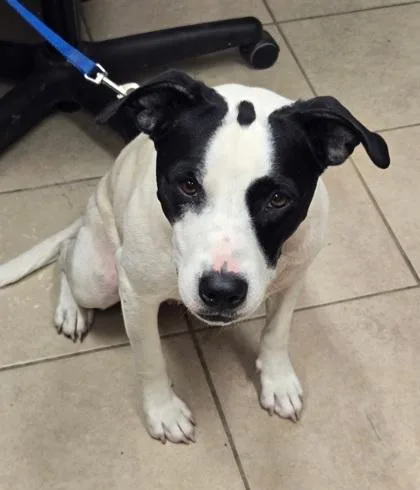 An adult medium-sized female White / Cream American Staffordshire Terrier dog named Maggie for adoption in Bedford, IN