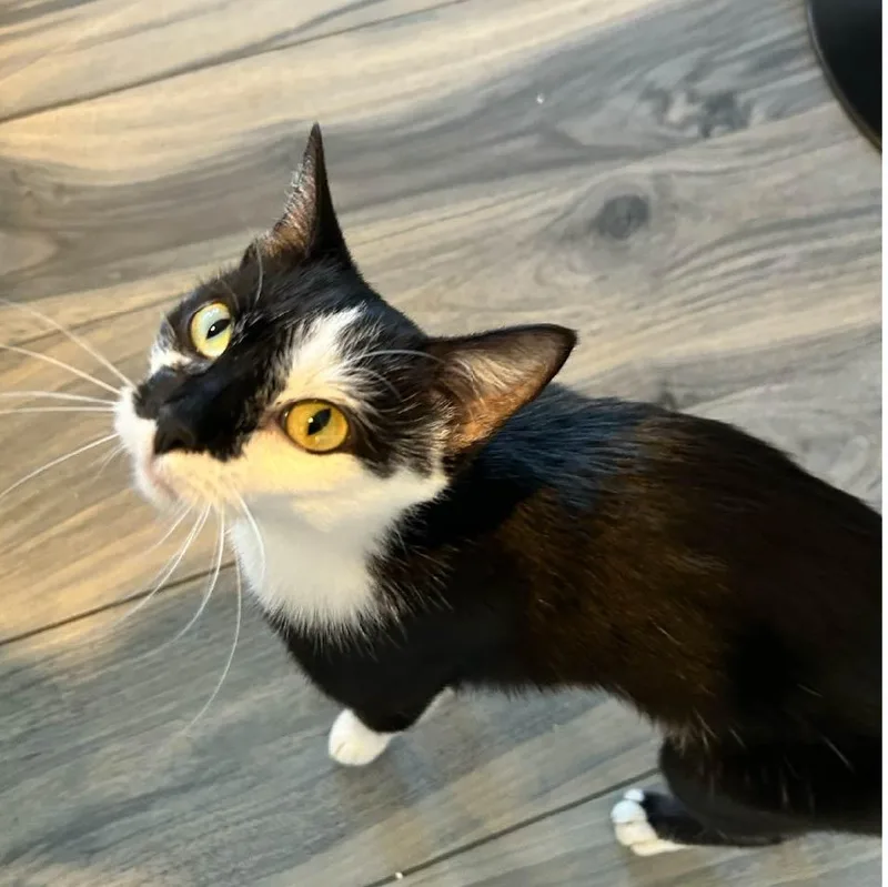 A young medium-sized female Black & White / Tuxedo Domestic Short Hair cat named Cassie for adoption in Monroe, NC