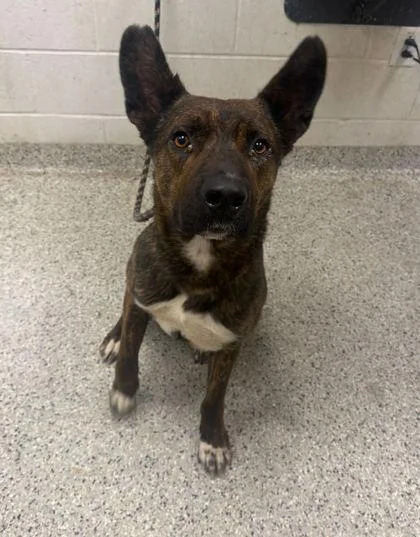 An adult large-sized male Brown / Chocolate Mixed Breed dog named Houdini for adoption in Kansas City, MO