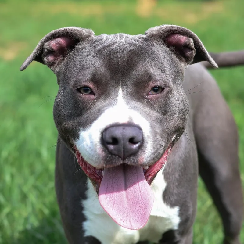 A young medium-sized male Gray / Blue / Silver Pit Bull Terrier dog named Hunter for adoption in Justin, TX