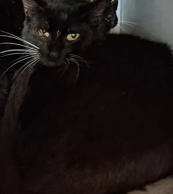 Hermione thumbnail 2