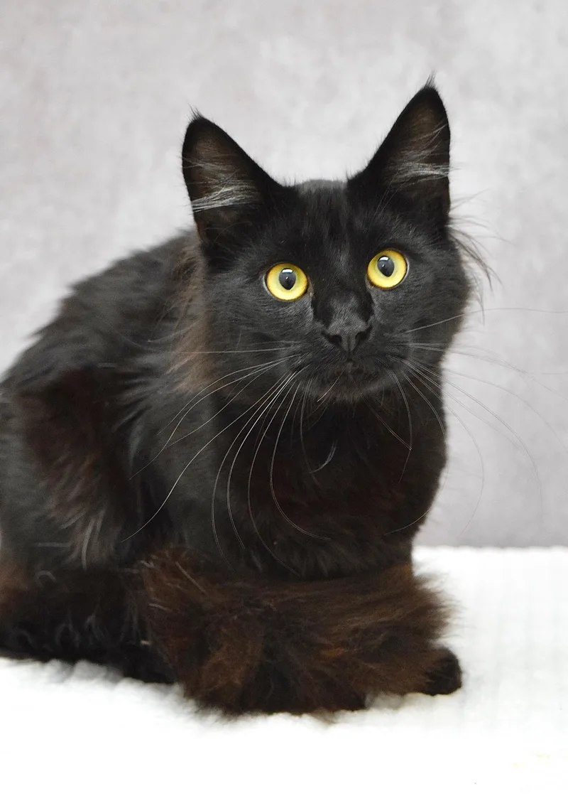 A young medium-sized male Black Domestic Medium Hair cat named Fellow for adoption in Dublin, CA