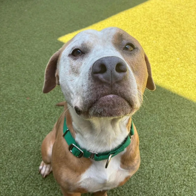 An adult large-sized male Brown / Chocolate Mixed Breed dog named Shatter for adoption in Greensboro, NC