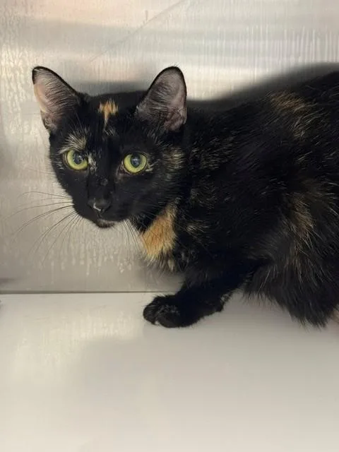 An adult medium-sized female Domestic Short Hair cat named Harper for adoption in Naples, FL