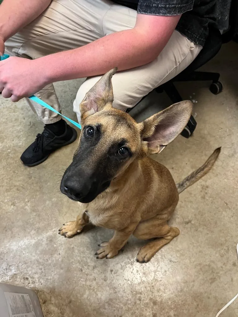 A baby medium-sized male Belgian Shepherd / Malinois dog named Sheriff for adoption in New Braunfels, TX