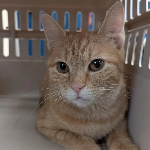 A young small-sized female Domestic Short Hair cat named Cindy Lu for adoption in Olivette, MO