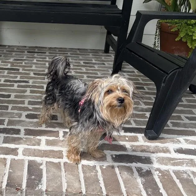 A young small-sized male Yellow / Tan / Blond / Fawn Yorkshire Terrier dog named Nico for adoption in North Charleston, SC