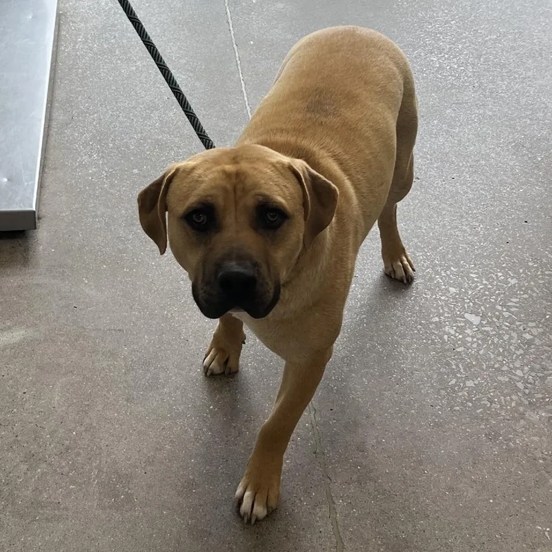 An adult large-sized male Yellow / Tan / Blond / Fawn Mixed Breed dog named 106629 for adoption in Las Cruces, NM