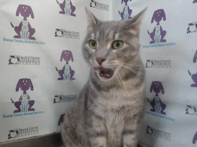 An adult small-sized female Domestic Short Hair cat named Stormie for adoption in Orlando, FL