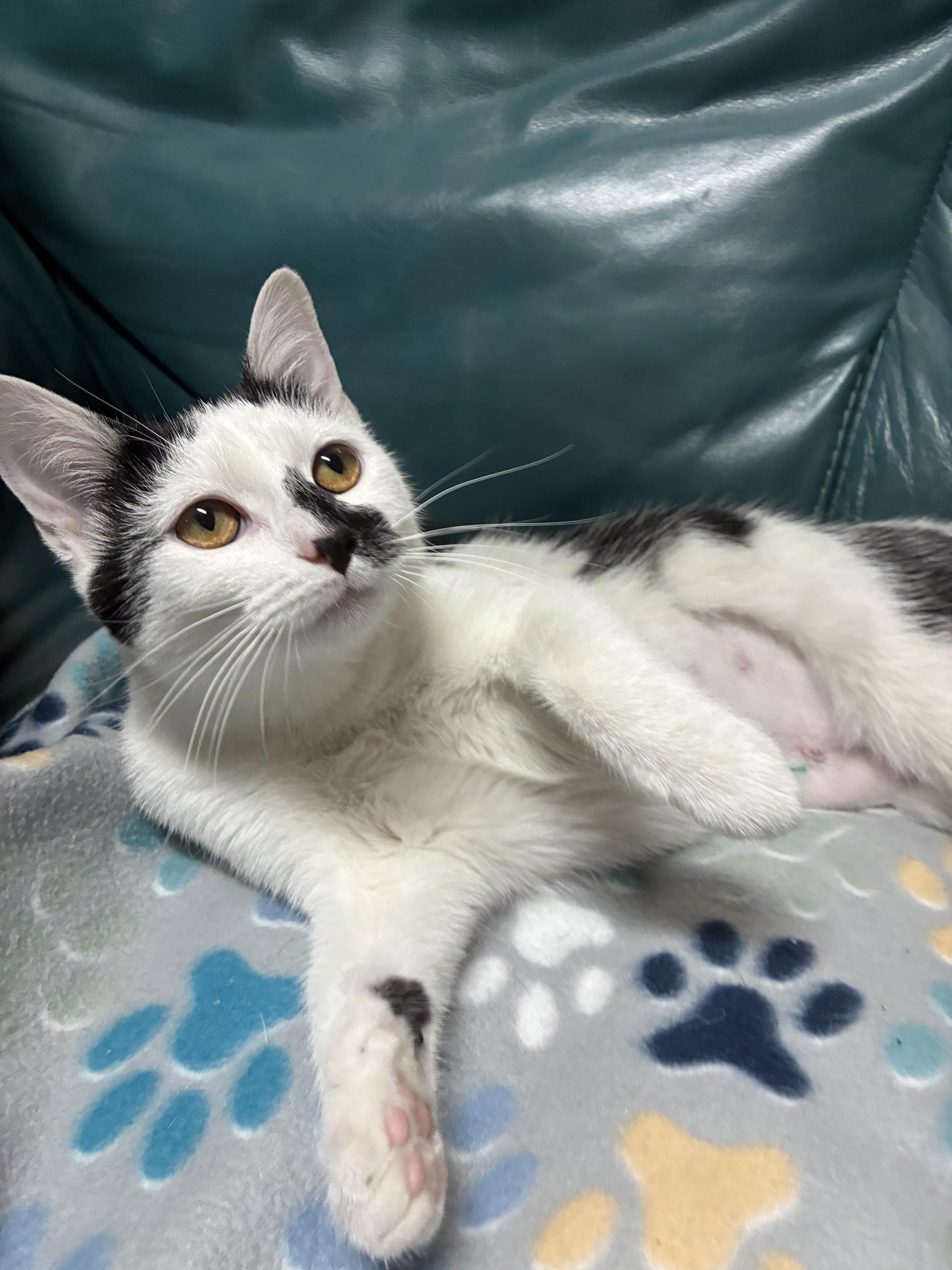 A young medium-sized male Buff & White Domestic Short Hair cat named Cal for adoption in Cincinnati, OH