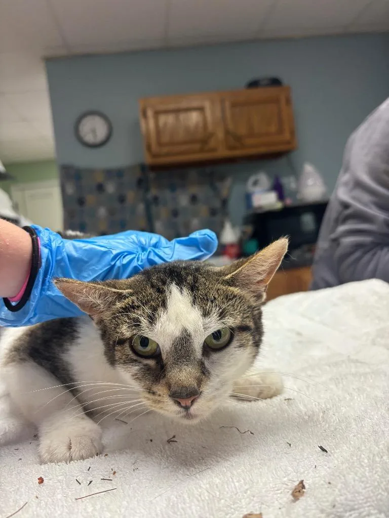 A young medium-sized female Domestic Short Hair cat named Beyonce for adoption in Wabash, IN