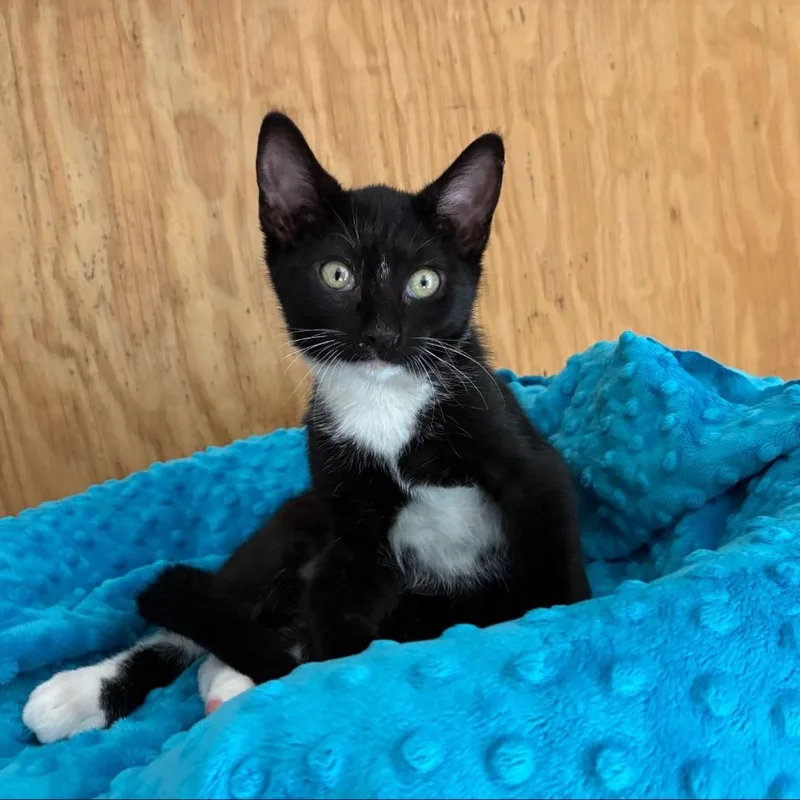 A young small-sized male Black Domestic Short Hair cat named Cosmo for adoption in Buffalo, MN