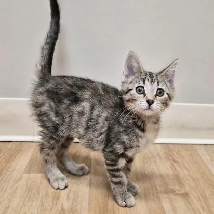 A baby small-sized female Domestic Short Hair cat named Yarn for adoption in Woodstock, IL