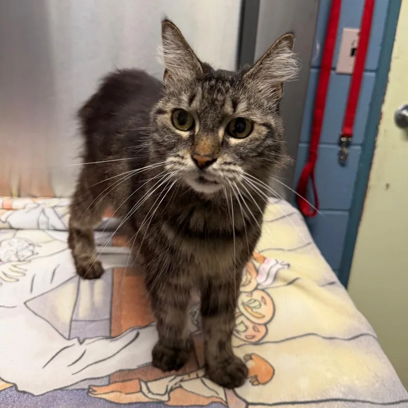 A senior medium-sized female Brown / Chocolate Domestic Long Hair cat named Petunia for adoption in Providence, RI