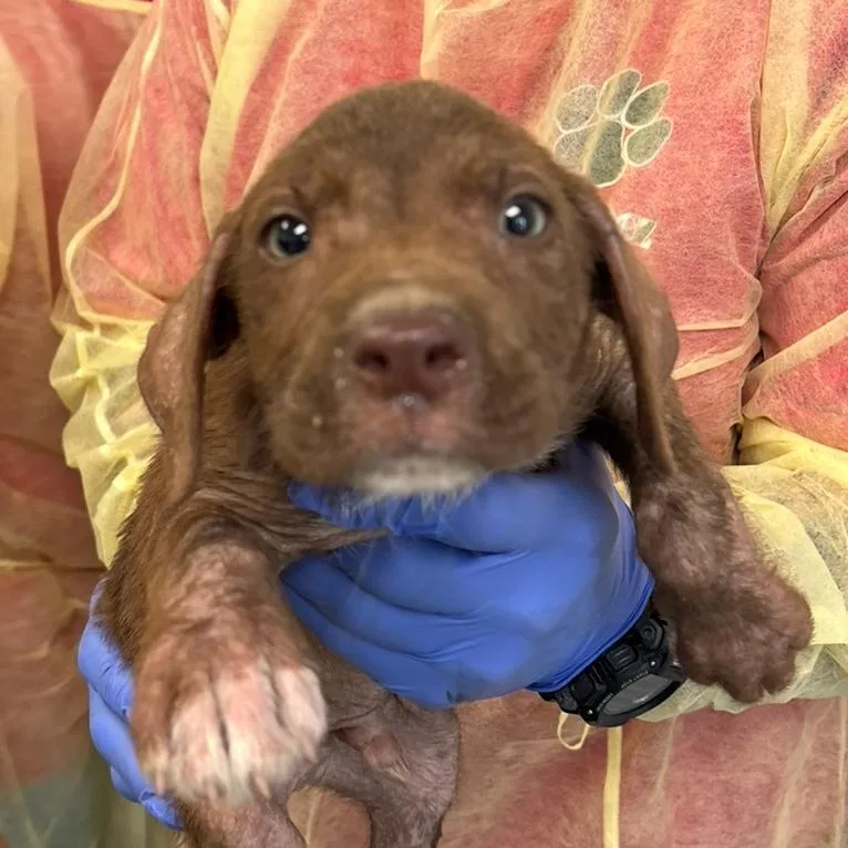 A baby small-sized male Red / Chestnut / Orange Mixed Breed dog named Sterling for adoption in Marshall, TX