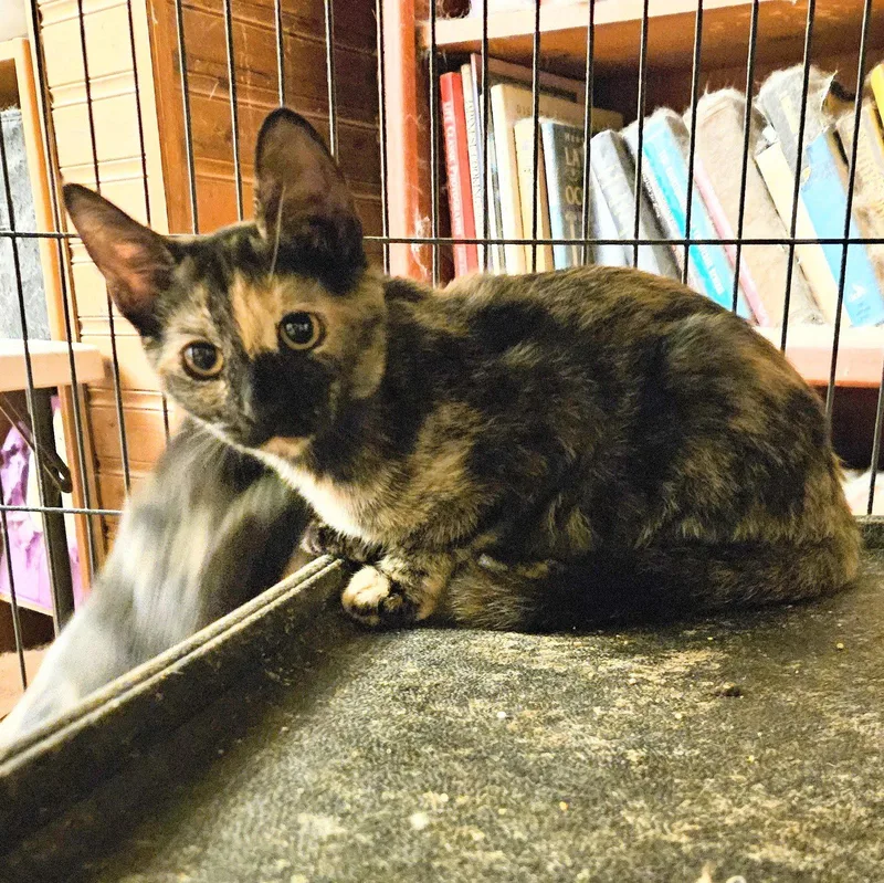 A baby medium-sized female Domestic Short Hair cat named Leela for adoption in Tampa, FL