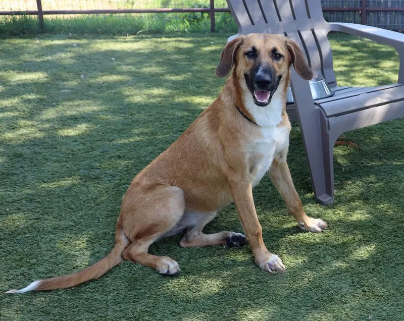 An adult large-sized female Hound dog named Dolly Parton for adoption in Southlake, TX