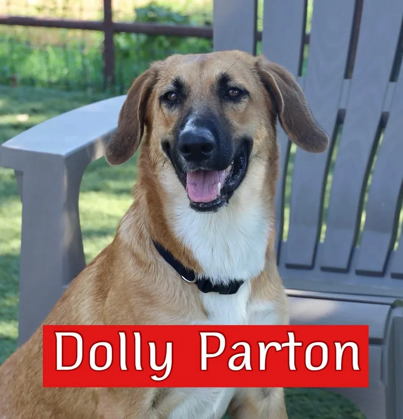 Dolly Parton thumbnail 2