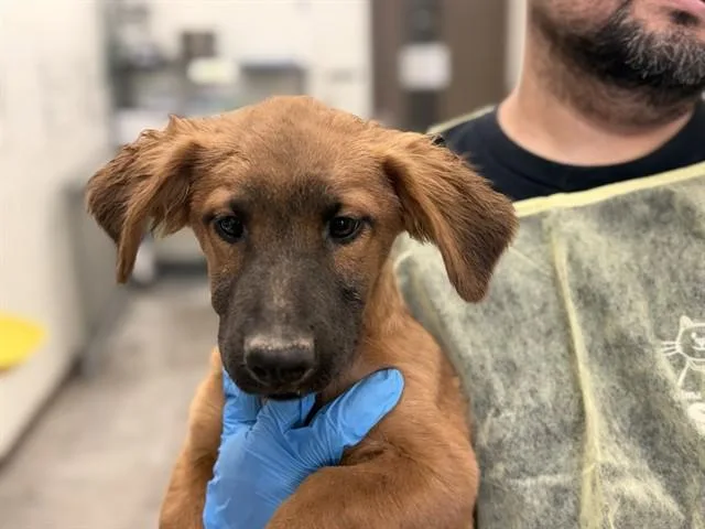 A baby small-sized male German Shepherd Dog dog named Excalibur for adoption in Tucson, AZ