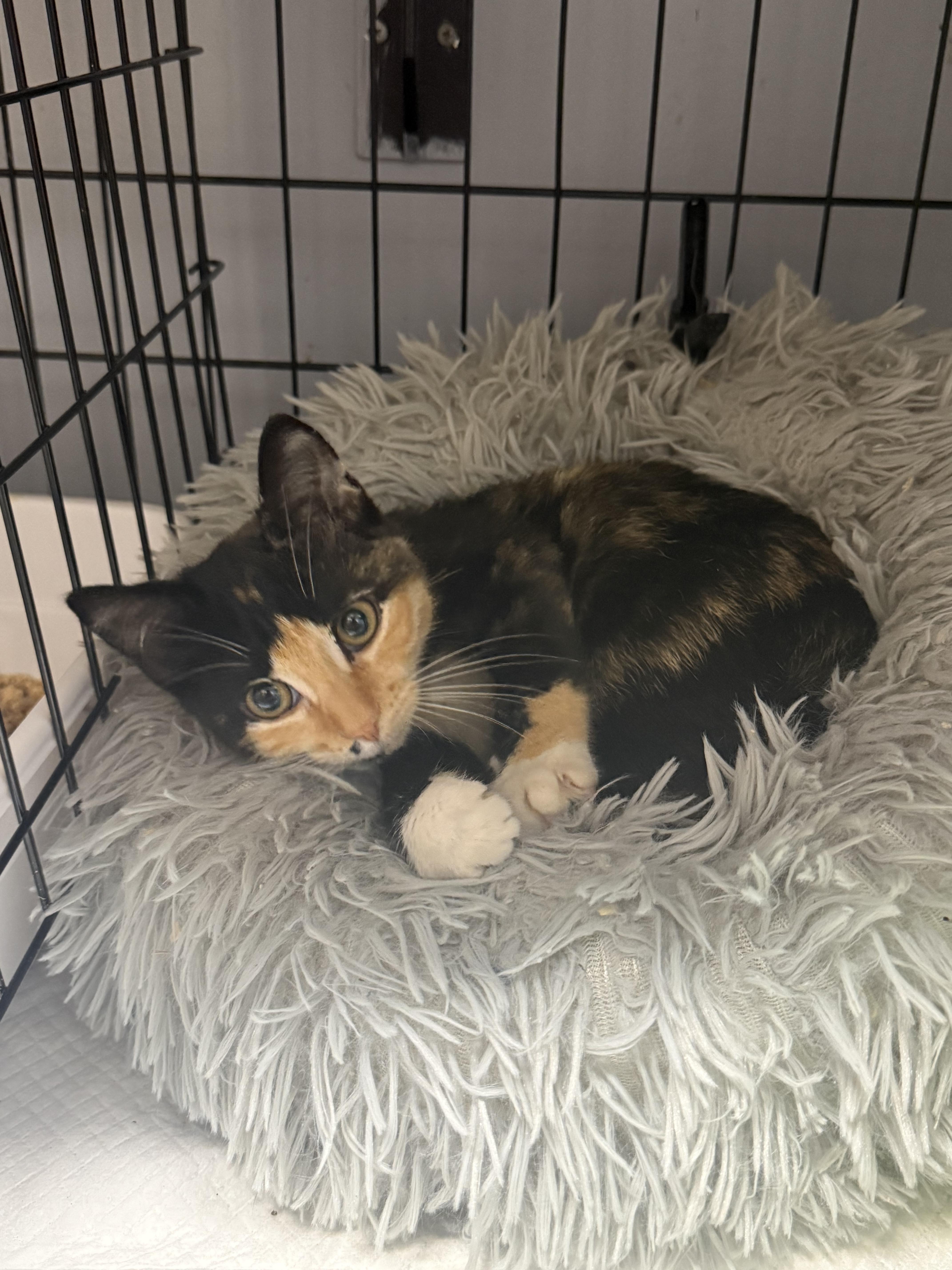 A baby medium-sized female Calico Domestic Short Hair cat named Tiffaniamber for adoption in Houston, TX