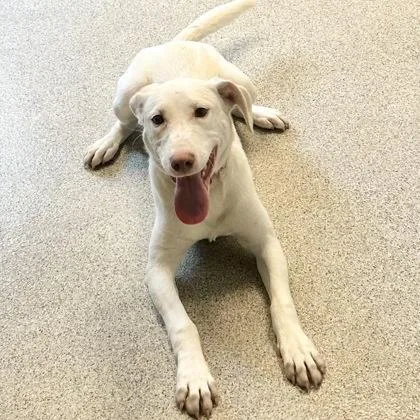 A young medium-sized female White / Cream Mixed Breed dog named Tonya for adoption in Lansing, MI