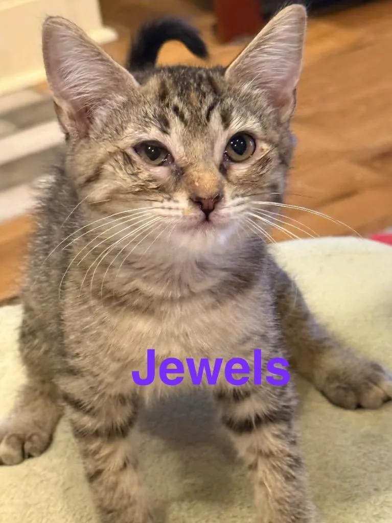 A baby small-sized female Domestic Short Hair cat named Jewels for adoption in Saint Francisville, LA