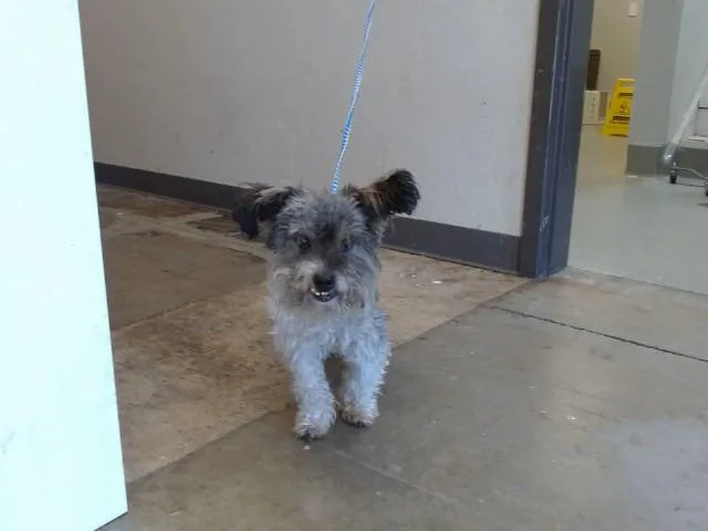 A senior small-sized male Maltese dog named Anton for adoption in Ontario, CA