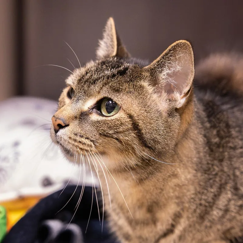 A senior medium-sized male Black Domestic Short Hair cat named Clegg for adoption in Mentor, OH