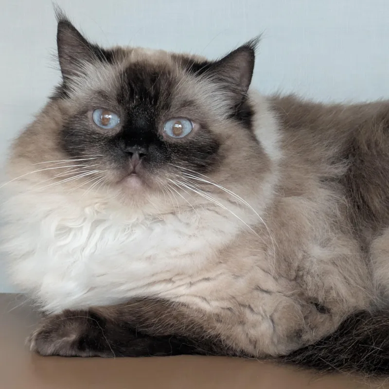An adult medium-sized female Ragdoll cat named Cupid for adoption in Philadelphia, PA