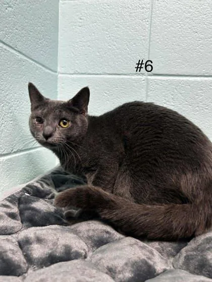 An adult small-sized male Domestic Short Hair cat named Kaan for adoption in Spruce Pine, NC
