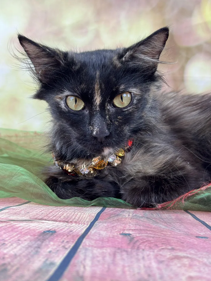 A baby small-sized female Tortoiseshell Domestic Long Hair cat named Cambria for adoption in Houston, TX
