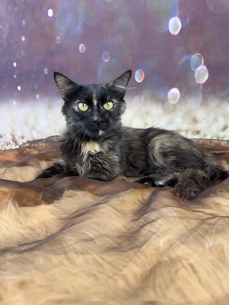 Cambria thumbnail 3