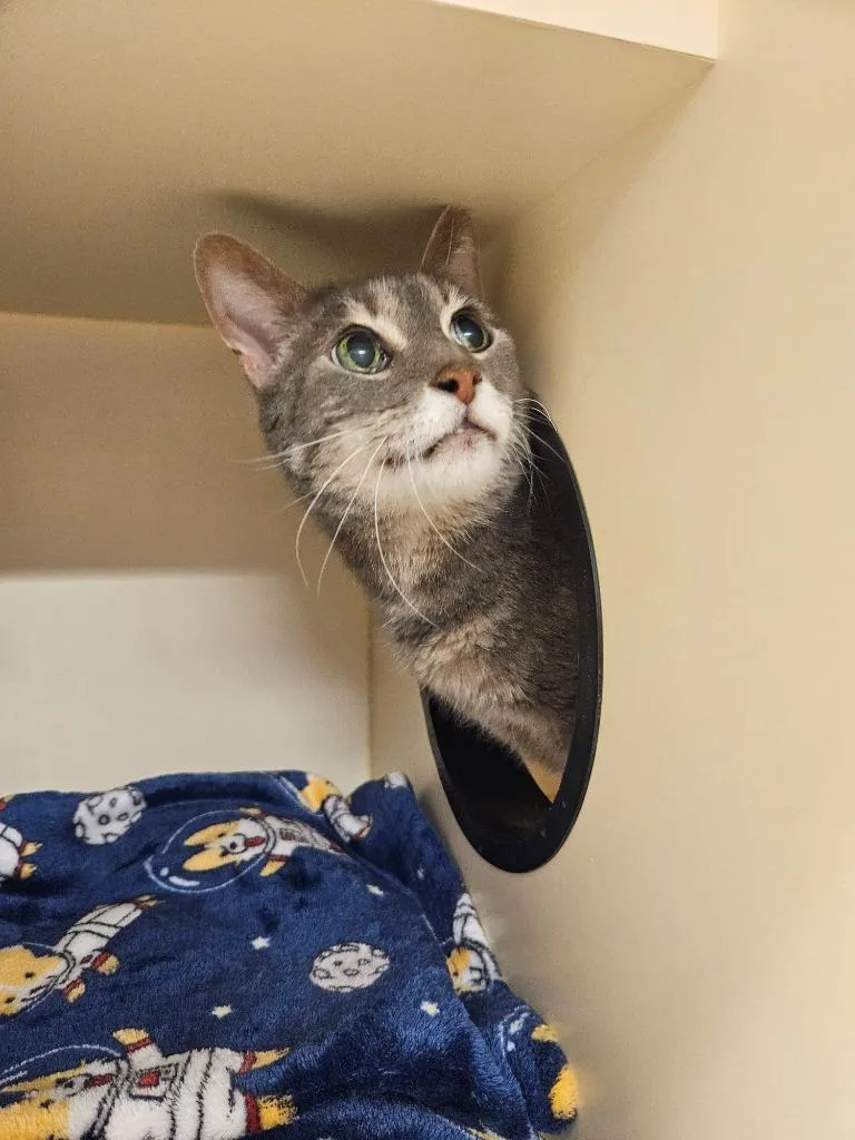 A senior large-sized male Domestic Short Hair cat named Cosmo for adoption in Bloomington, IN