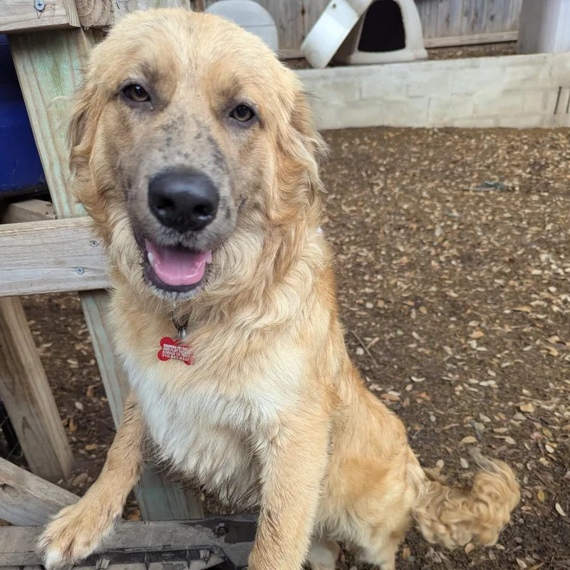 A young medium-sized male Golden Golden Retriever dog named Fabio for adoption in Boerne, TX