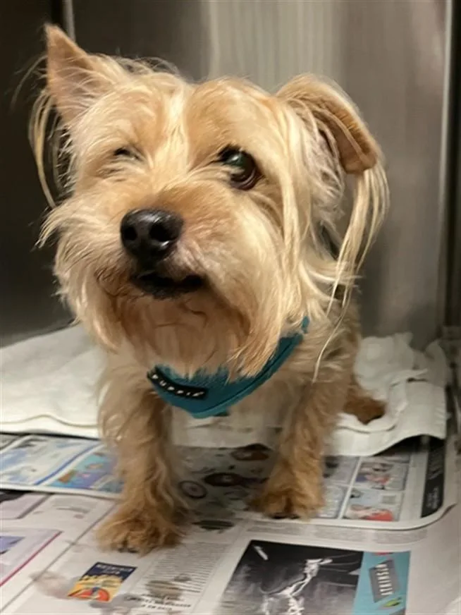 A senior small-sized male Yorkshire Terrier dog named Louie for adoption in Van Nuys, CA