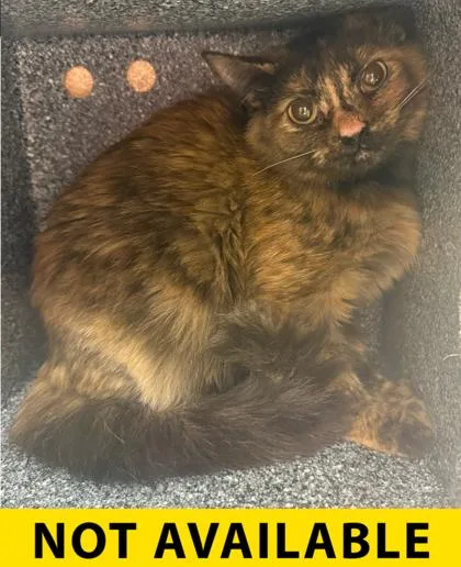 A young medium-sized female Domestic Medium Hair cat named Apple Juice for adoption in Eugene, OR