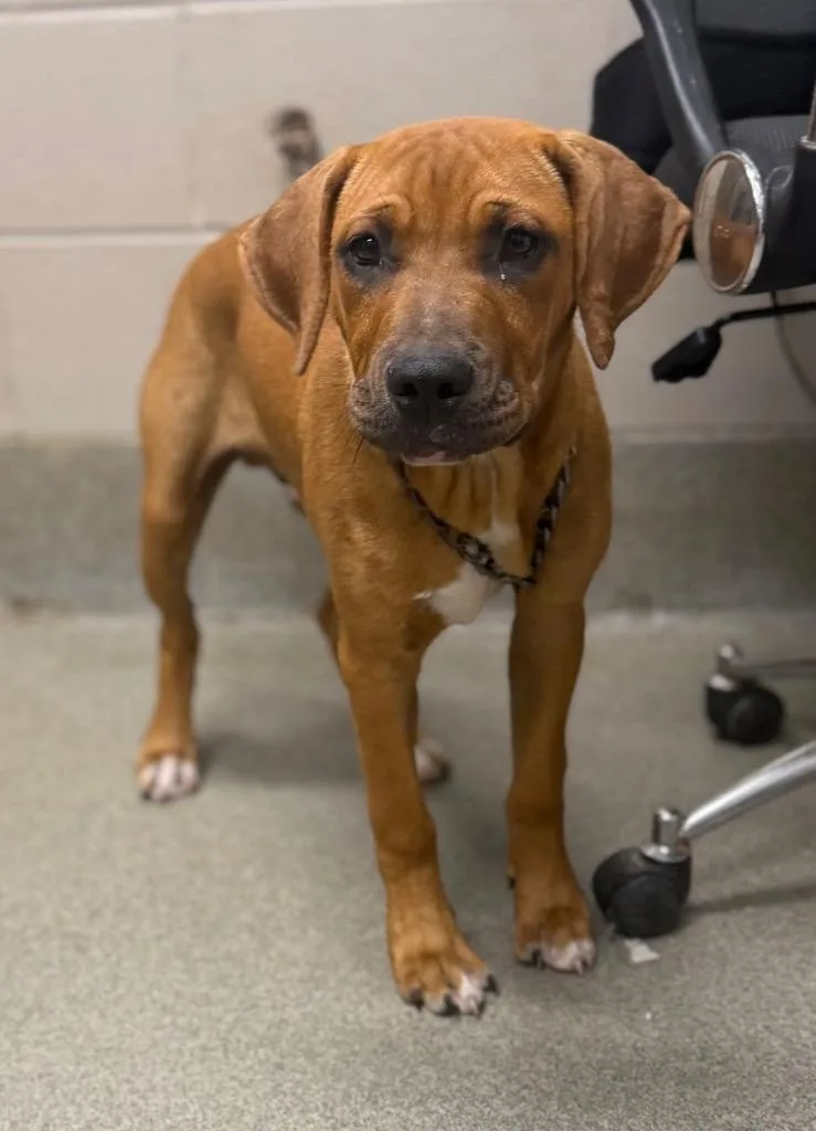 A baby medium-sized male Rhodesian Ridgeback dog named Scooby for adoption in Hopkinsville, KY
