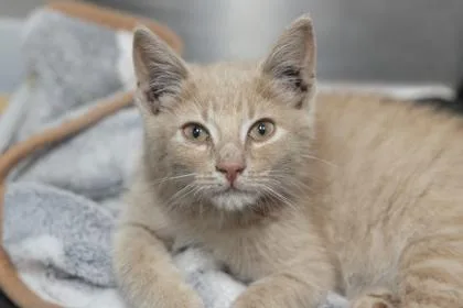 A young small-sized male Domestic Short Hair cat named B Littmann for adoption in North Charleston, SC