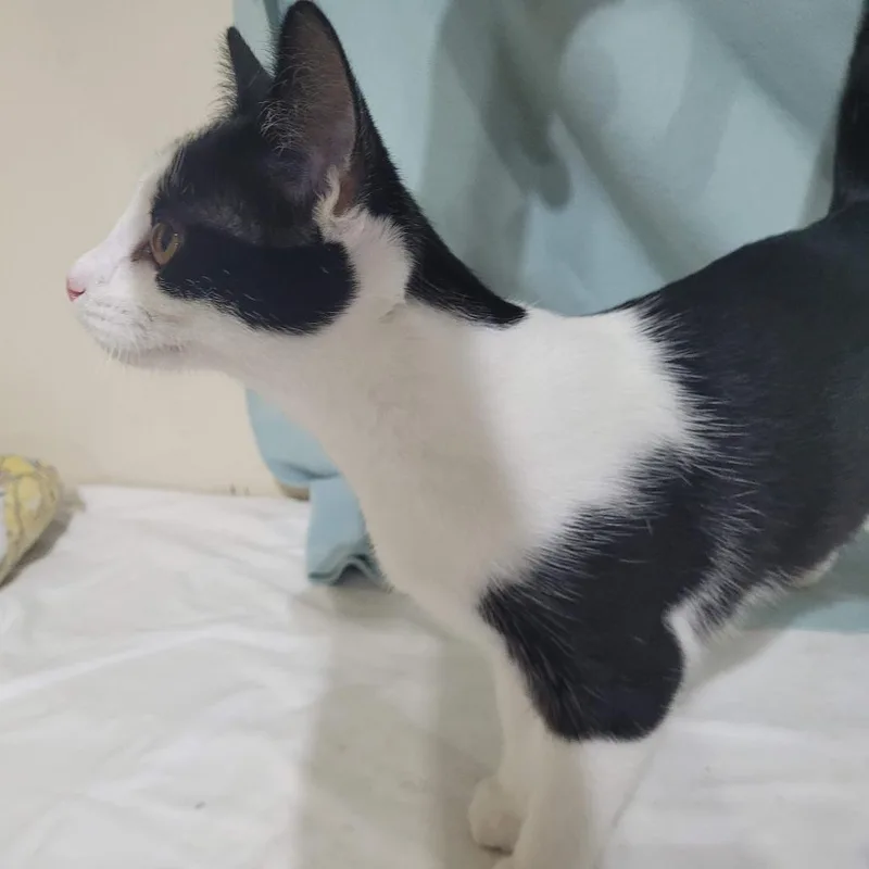 A baby medium-sized female Black Domestic Short Hair cat named Deanna for adoption in Traverse City, MI