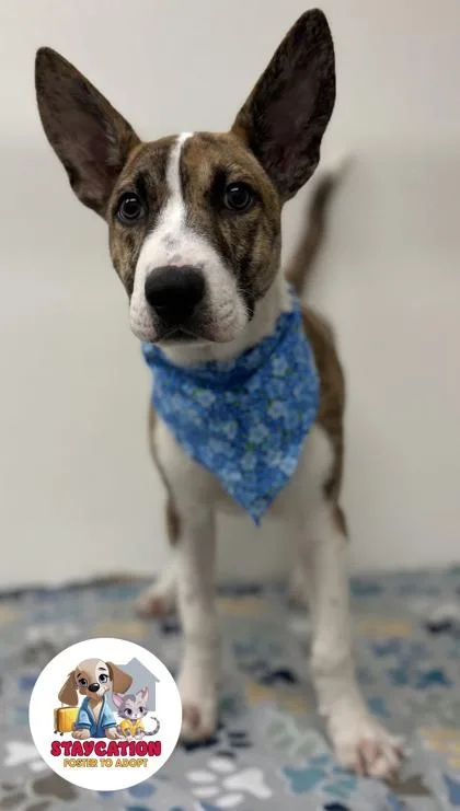 A young small-sized male Pit Bull Terrier dog named Knight for adoption in Phoenix, AZ